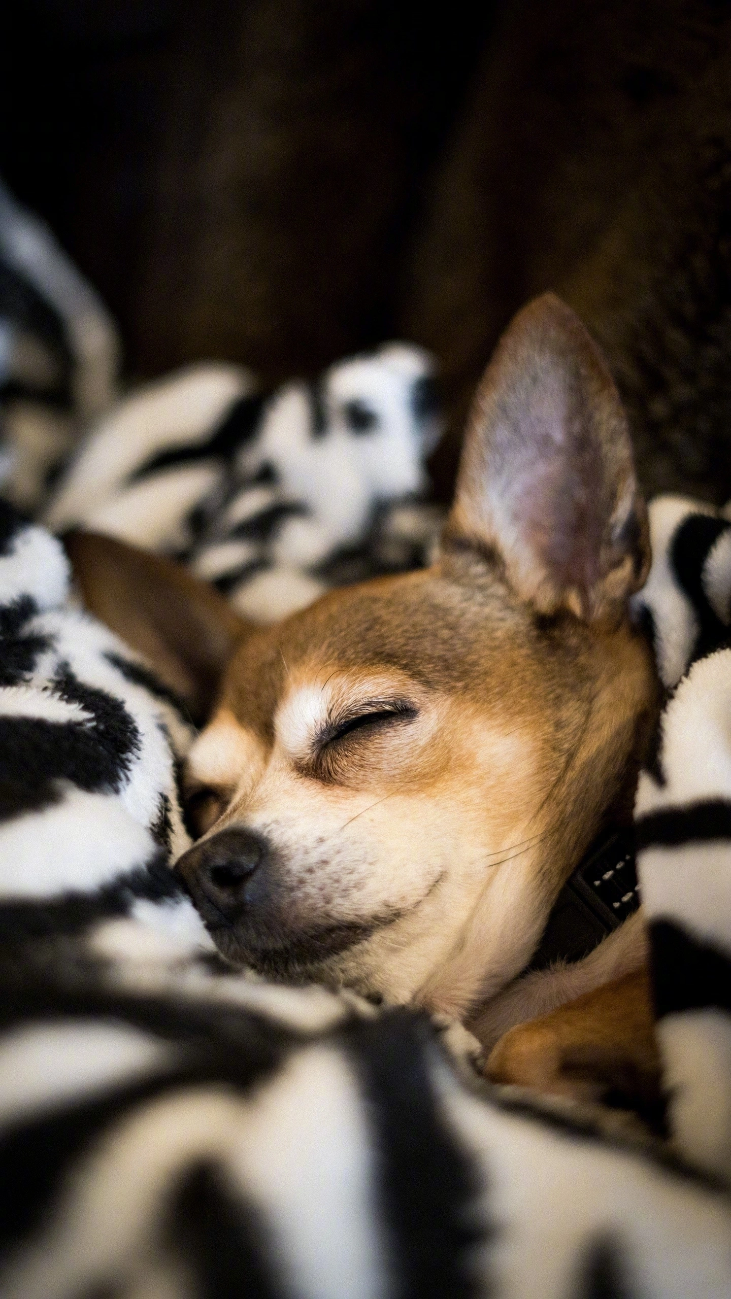 img-c810708f9a3ca6f70cb0b3658fe3d2ff.webp
