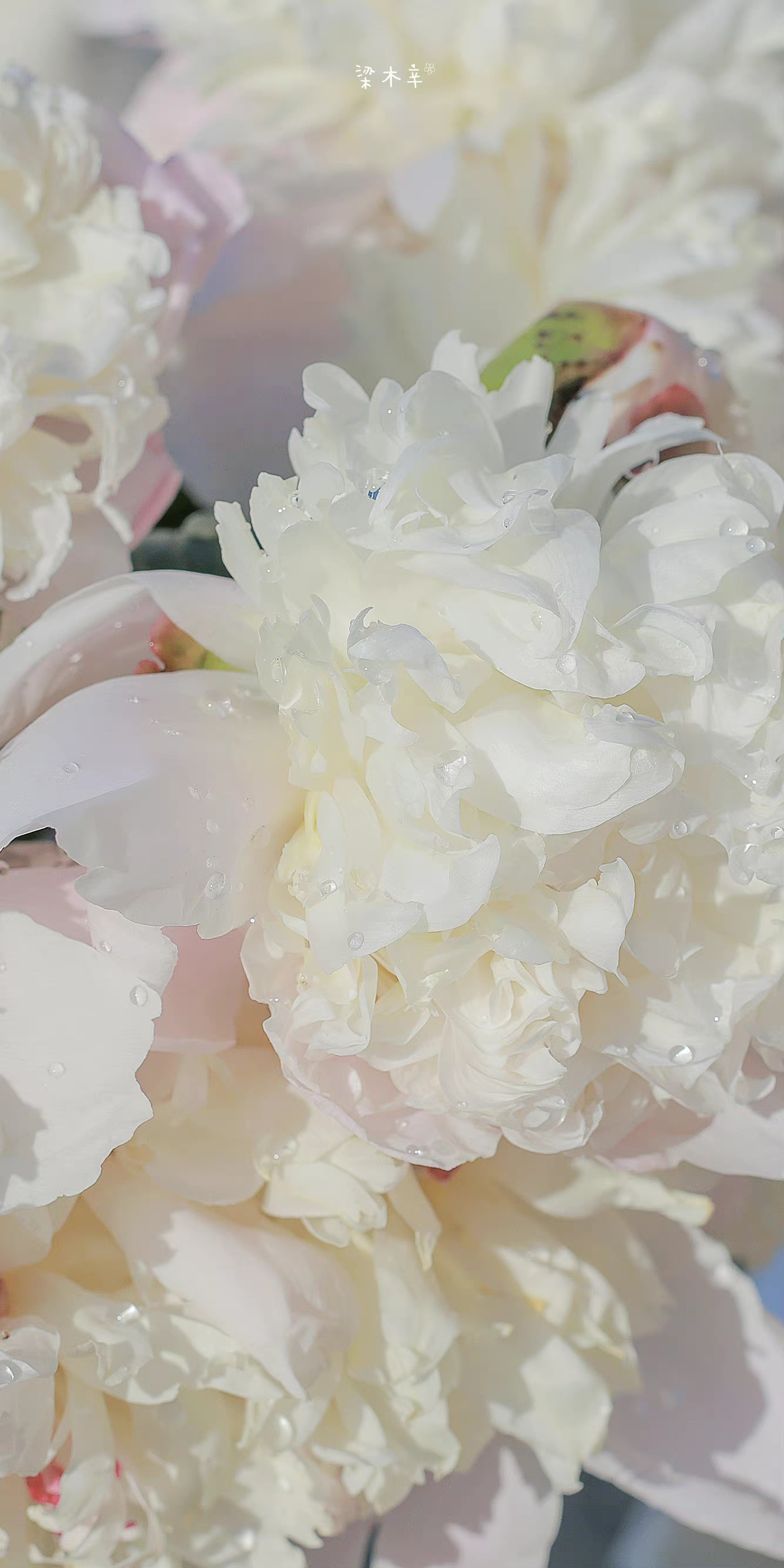 IMG_20220530_124329.webp