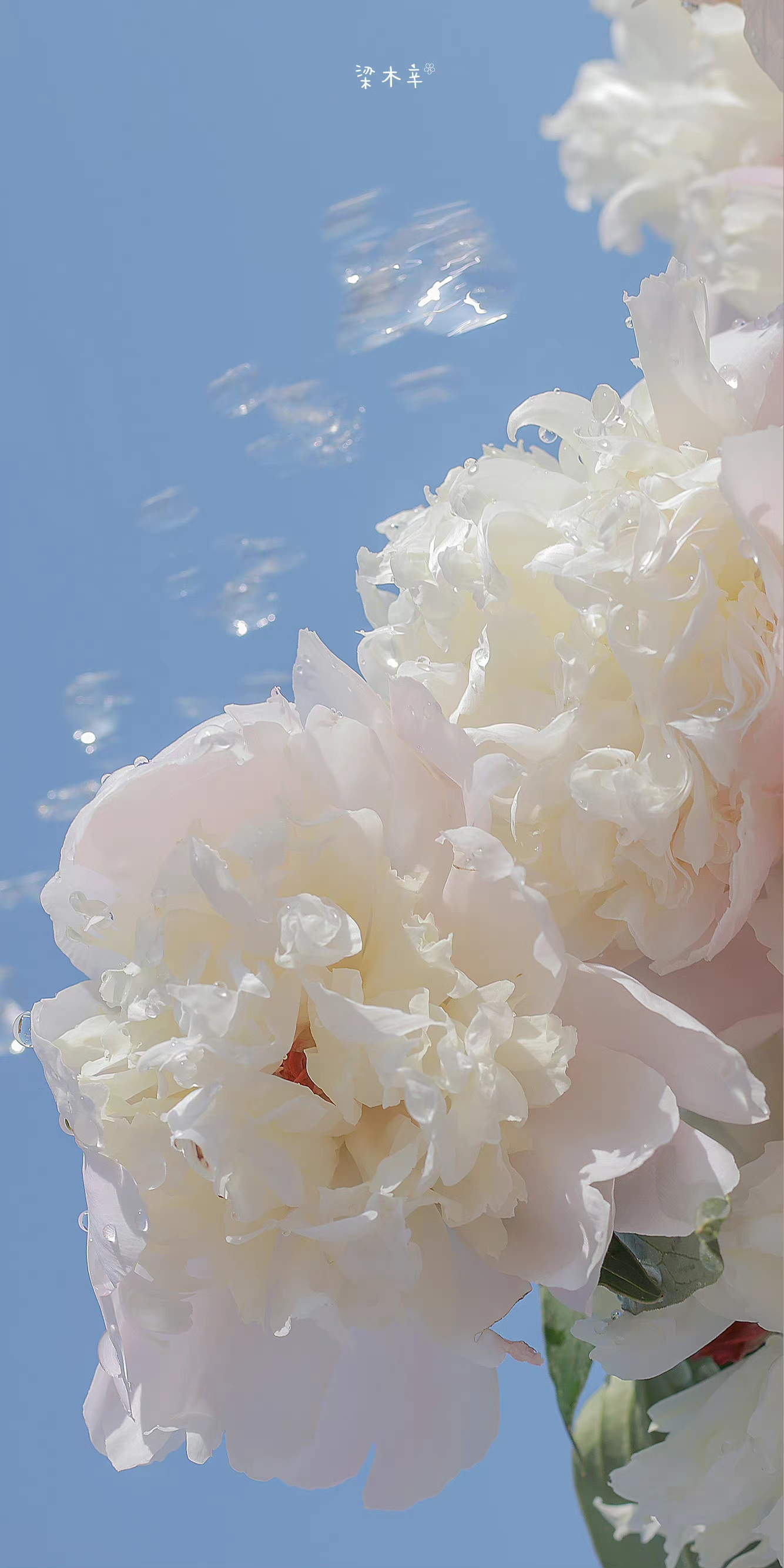IMG_20220530_124337.webp