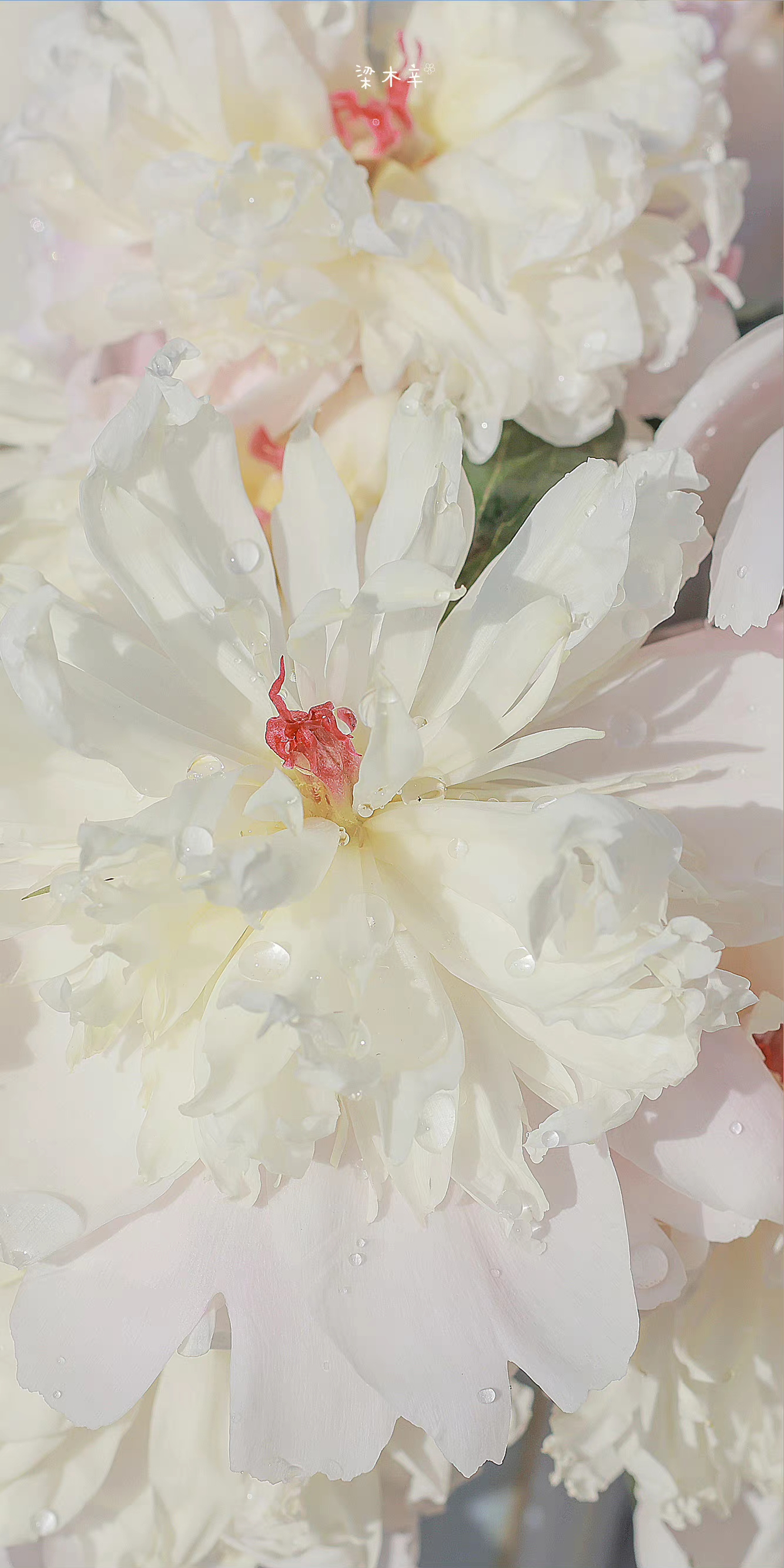 IMG_20220530_124353.webp