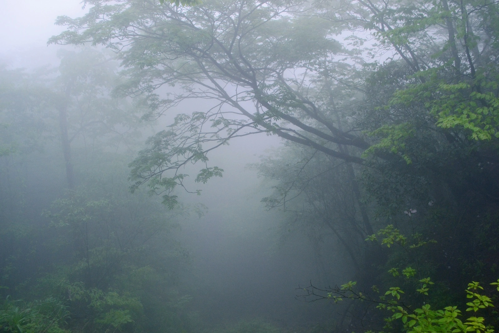 a7295e45gy1gfoc3hs6ohj218g0tmdtz.webp