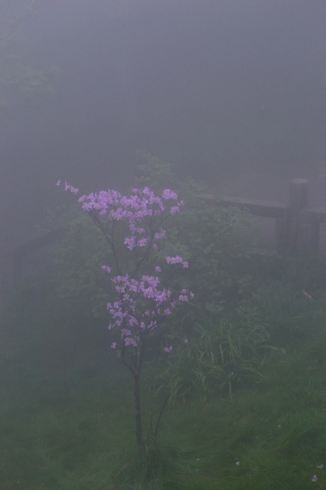 a7295e45gy1gfoc3gwydmj20tm18ggvg.webp