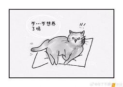 当我问小猫想不想要家里再养一只猫……